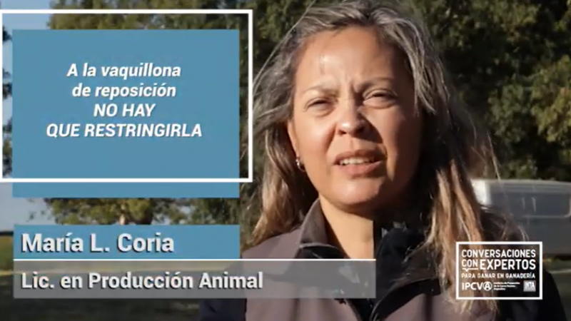 Manejo de Vaquillona de reposición y Vaca CUT